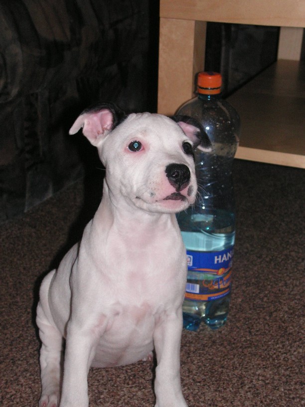 PICT0063.JPG